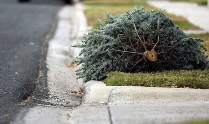 Christmas Tree Pick Up